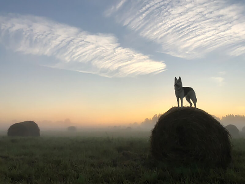 фотография туман